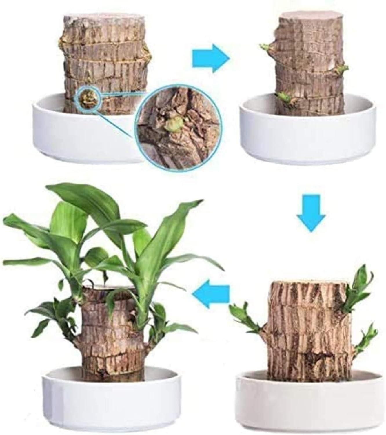 2PCS Premium Brazilian Lucky Wood Plant