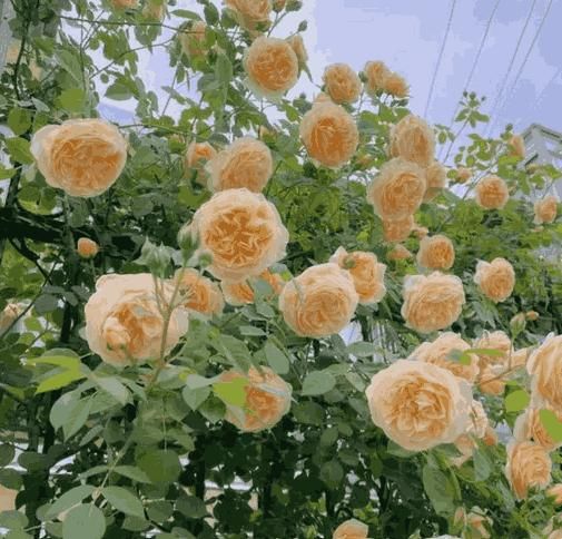 Eden Premium Climbing Rose Flower Seeds 200PCS