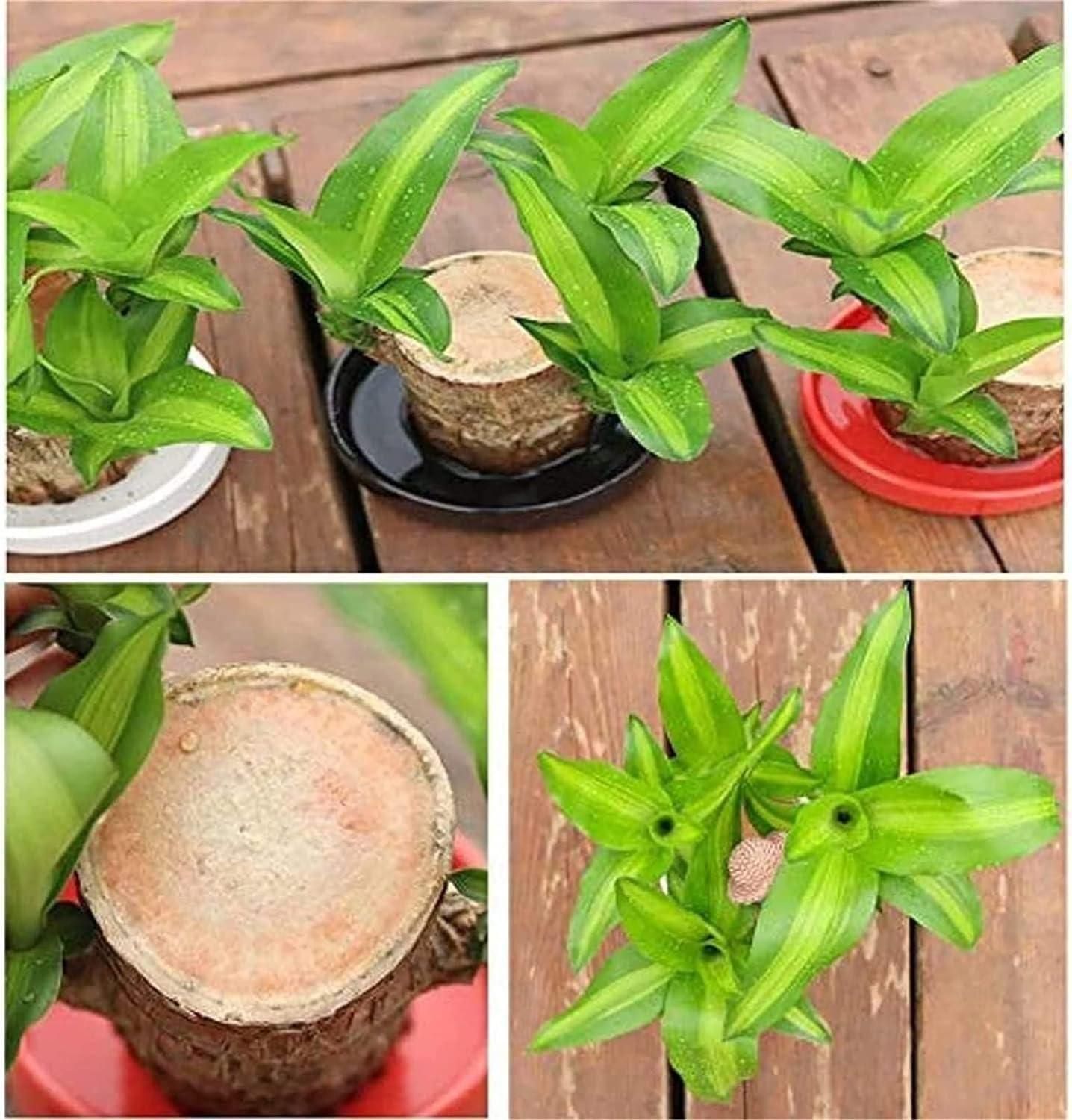 2PCS Premium Brazilian Lucky Wood Plant