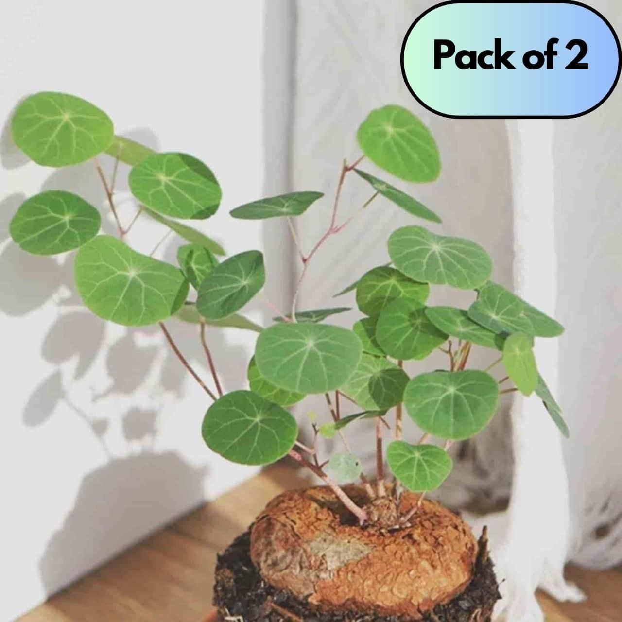 (BUY 1 GET 1 FREE) Plantéa® - Premium Stephania Erecta Plant