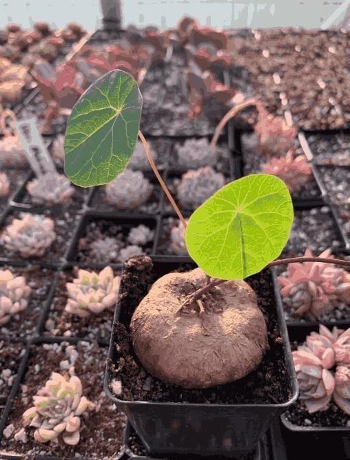 (BUY 1 GET 1 FREE) Plantéa® - Premium Stephania Erecta Plant