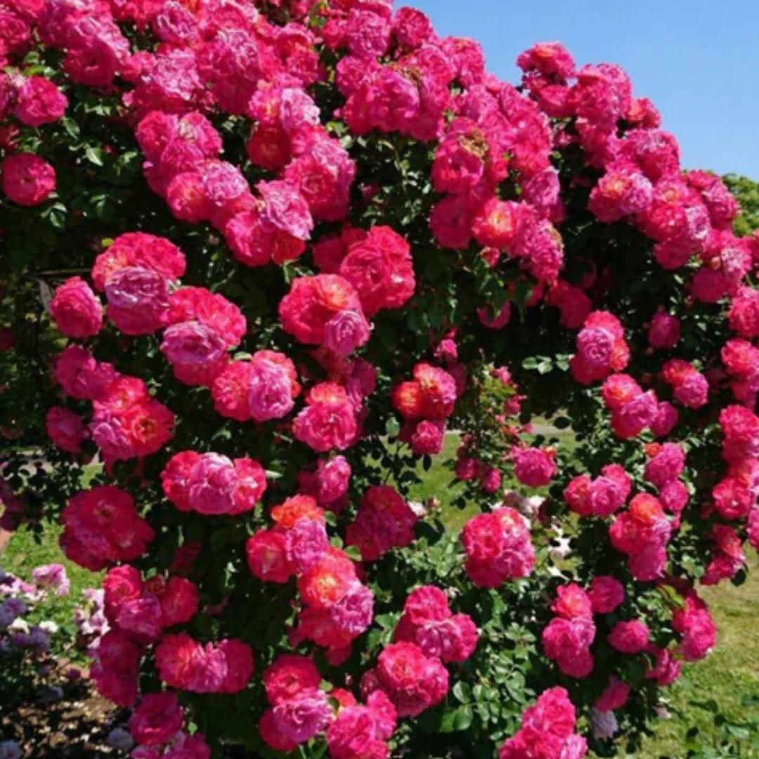 Eden Premium Climbing Rose Flower Seeds 200PCS