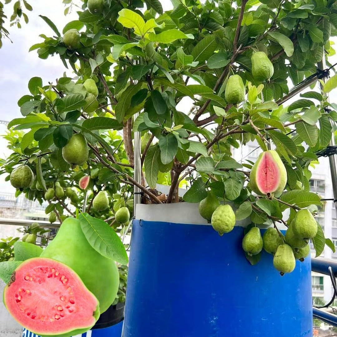 GuavaGlow® - Organic Pink Guava Seeds (100 Seeds)