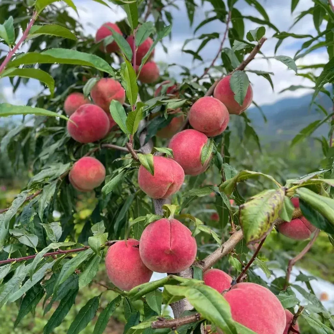 EdenPeach® - Premium Exotic Peach Seeds