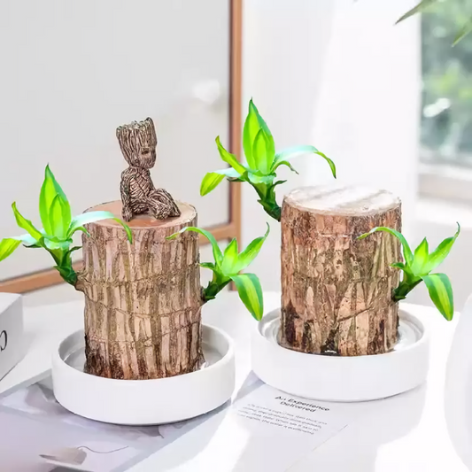 2PCS Premium Brazilian Lucky Wood Plant
