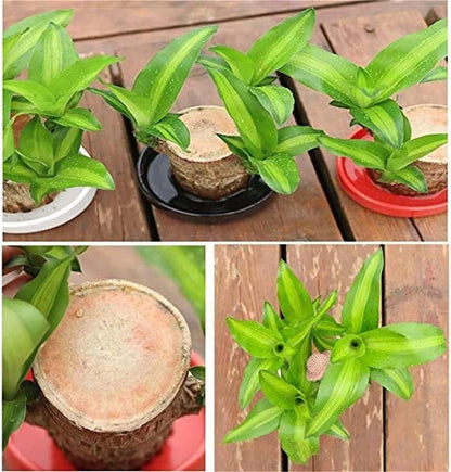 2PCS Premium Brazilian Lucky Wood Plant