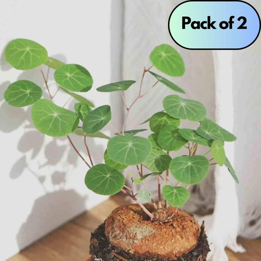 (BUY 1 GET 1 FREE) Plantéa® - Premium Stephania Erecta Plant