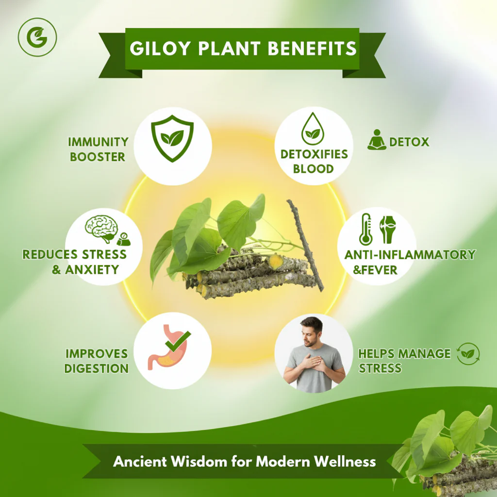 (BUY 1 GET 1 FREE) PureVeda® - Herbal Giloy Patches (60 Patches)