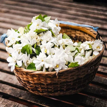 (BUY 1 GET 1 FREE) Verdantia® - Premium Double Jasmine Seeds