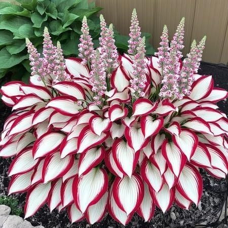 (Buy 1 Get 2 Free + Free Plant Booster) ShadeSilk® - Premium Hosta Flower Seeds