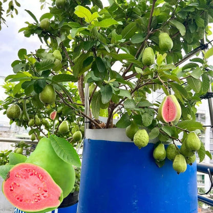 GuavaGlow® - Organic Pink Guava Seeds (100 Seeds)