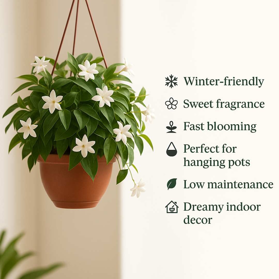 (BUY 1 GET 1 FREE) Verdantia® - Premium Double Jasmine Seeds