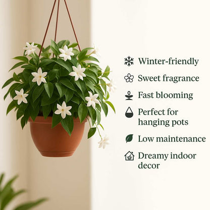(BUY 1 GET 1 FREE) Verdantia® - Premium Double Jasmine Seeds