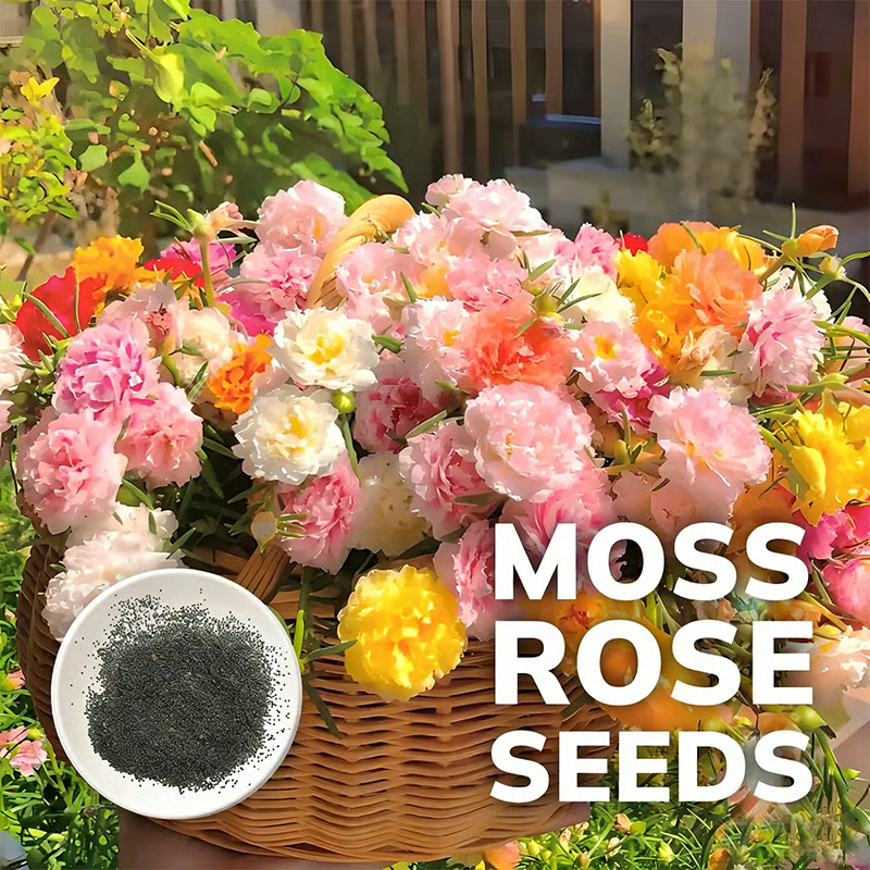 (BUY 1 GET 1 FREE) MossRose® - Perennial Flower Seeds With Plant Growth Supplement