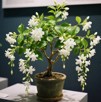(BUY 1 GET 1 FREE) Verdantia® - Premium Double Jasmine Seeds