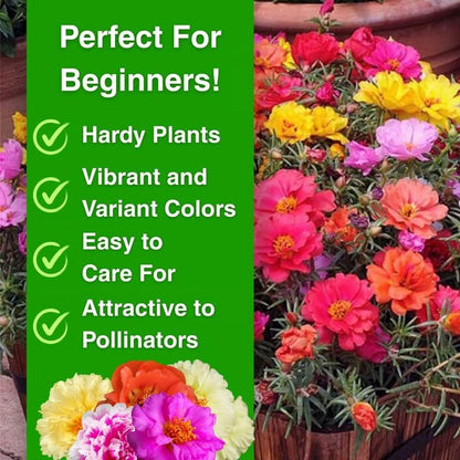 (BUY 1 GET 1 FREE) MossRose® - Perennial Flower Seeds With Plant Growth Supplement