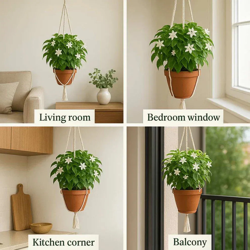 (BUY 1 GET 1 FREE) Verdantia® - Premium Double Jasmine Seeds