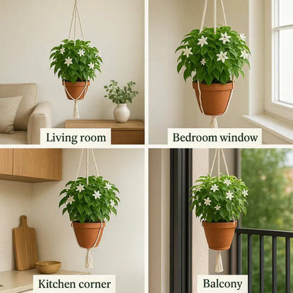 (BUY 1 GET 1 FREE) Verdantia® - Premium Double Jasmine Seeds