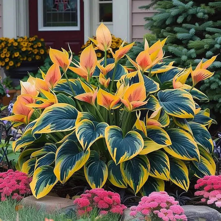 (Buy 1 Get 2 Free + Free Plant Booster) ShadeSilk® - Premium Hosta Flower Seeds