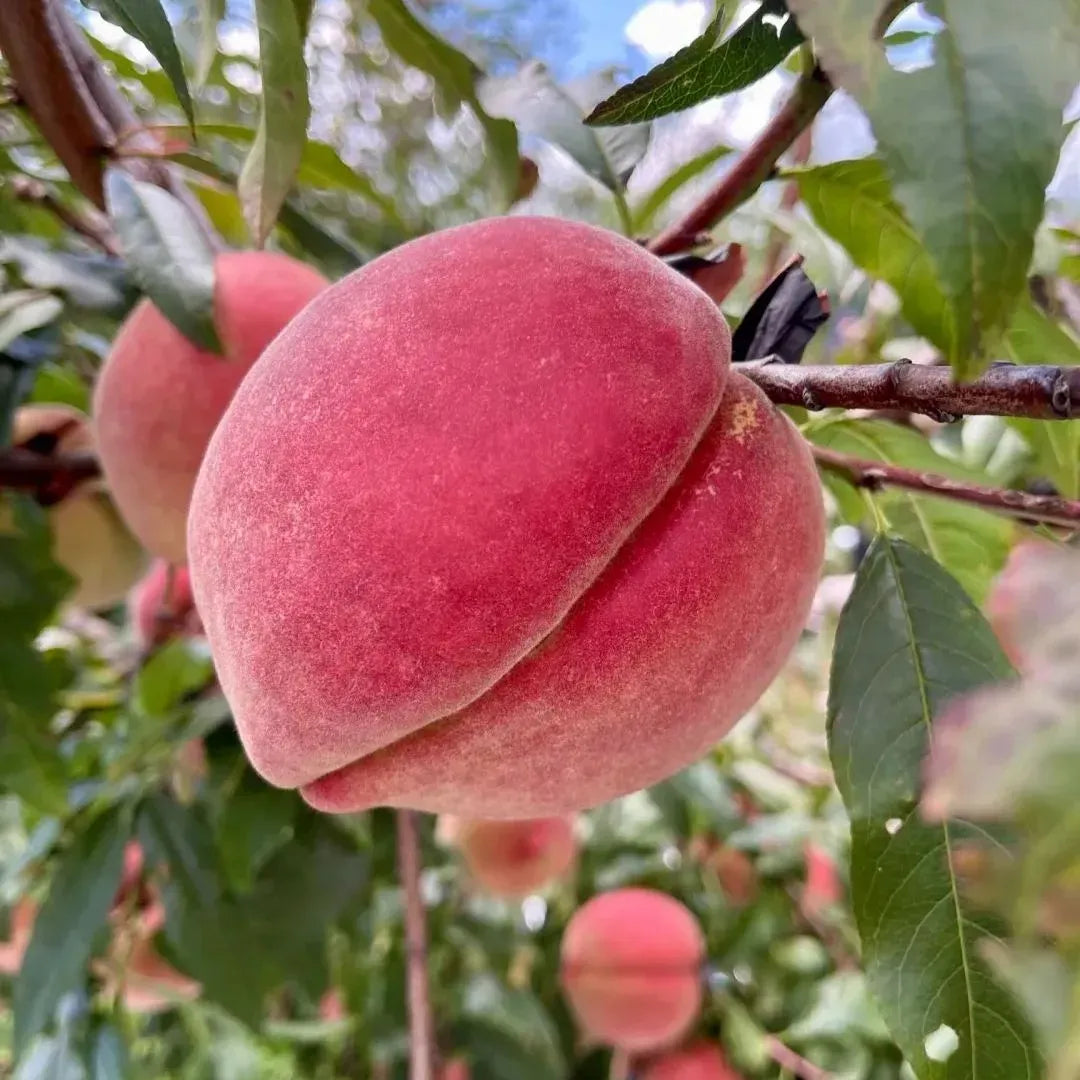 EdenPeach® - Premium Exotic Peach Seeds