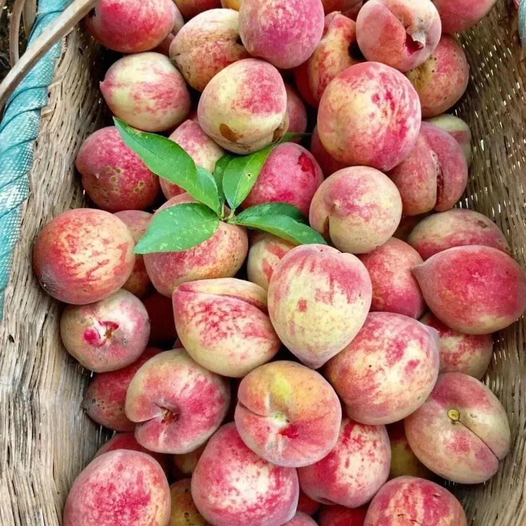 EdenPeach® - Premium Exotic Peach Seeds