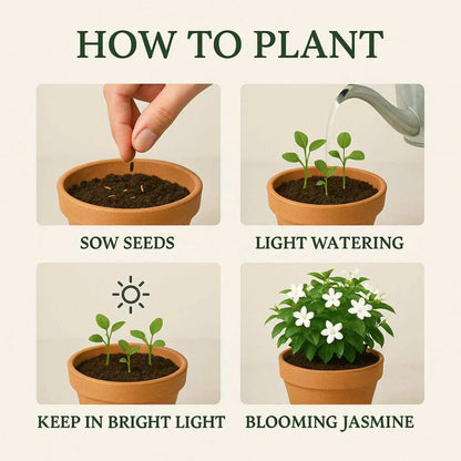 (BUY 1 GET 1 FREE) Verdantia® - Premium Double Jasmine Seeds