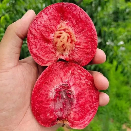 EdenPeach® - Premium Exotic Peach Seeds